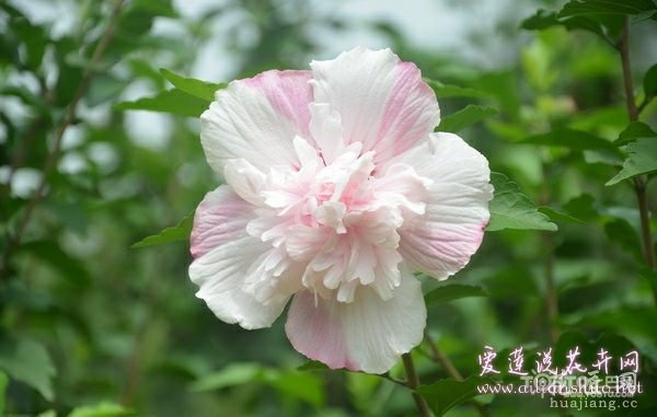木槿病虫害及防治方法 花友的养护经验总结