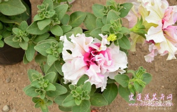 矮牵牛病虫害防治 花农来帮忙