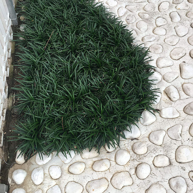 玉龙草