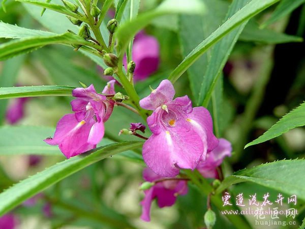 凤仙花病害防治 养护凤仙花必备手册