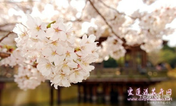 樱花掉叶子怎么办 专家来帮你诊治