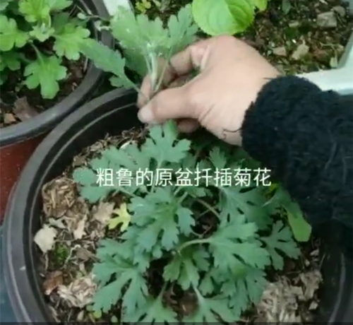 QQ图片20200428120146_副本.jpg