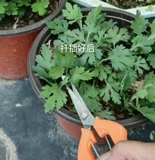 Screenshot_20200428_120357_com.tencent.mm_副本.jpg