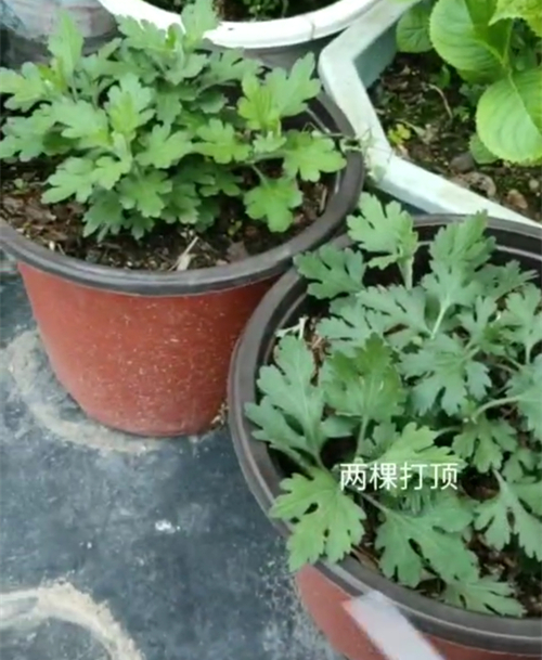 Screenshot_20200428_120424_com.tencent.mm_副本.jpg