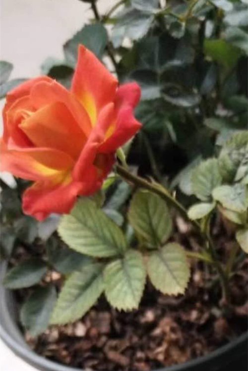 微信图片_20200427150723_副本.jpg