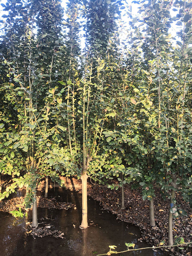 八棱海棠果能吃吗?海棠果有多少种?
