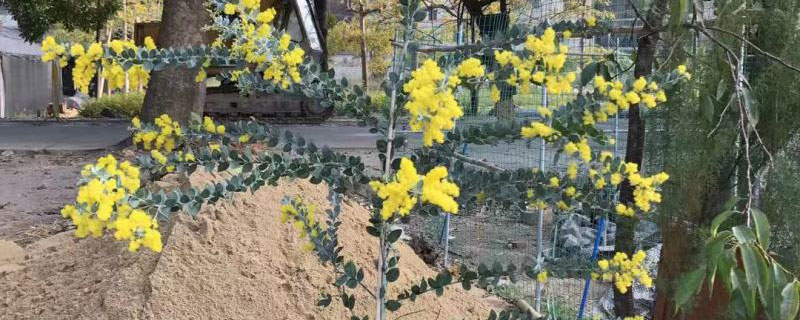 澳大利亚的国花是什么花 澳大利亚的国花是什么花