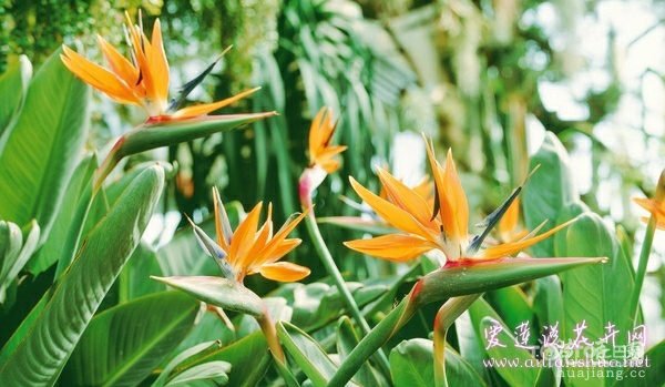 鹤望兰病虫害防治 细数鹤望兰不能忽略的八大病虫害
