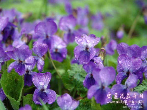 紫罗兰病虫害及解决方法 花农多年养护经验汇总