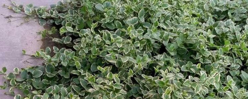 四季不落叶的爬藤植物有哪些 四季不落叶的爬藤植物有哪些