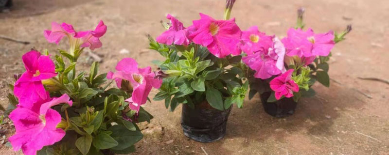耐寒垂吊植物有哪些