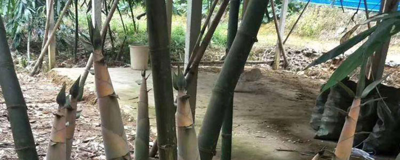 适合山西种植的竹子有哪些