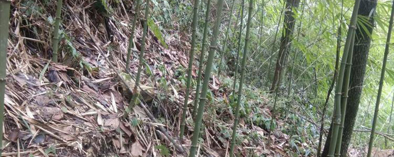 南方庭院适合种什么竹子