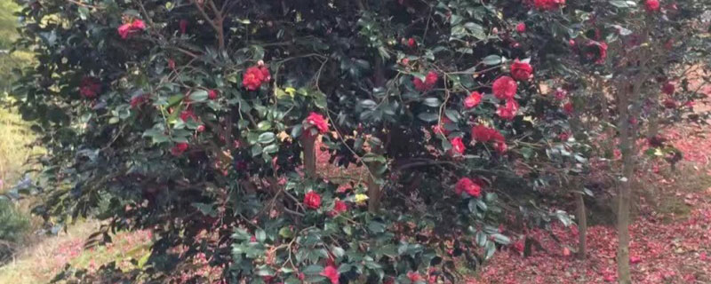 大型室外盆栽植物有哪些
