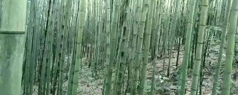 庭院围墙用什么竹子好 庭院围墙用什么竹子好