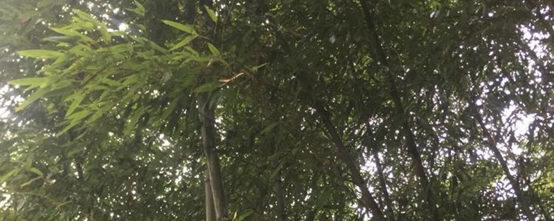 园林常用竹子有哪些 园林常用竹子有哪些