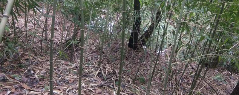 景观常用竹子品种有哪些 景观常用竹子品种有哪些