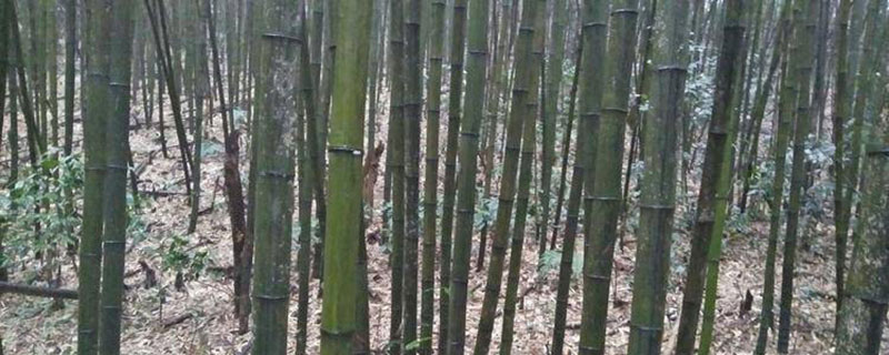 ​十大名贵竹子品种有哪些