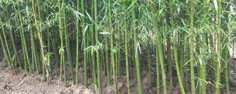四季竹种植院子合适吗