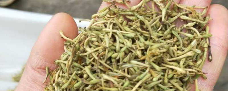 种植金银花什么品种好 种植金银花什么品种好