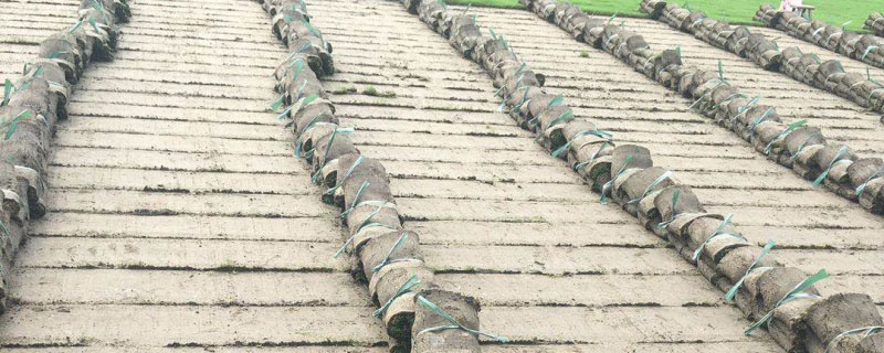 庭院种什么草坪好打理
