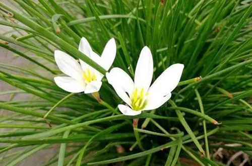 u=2509895207,587413844&fm=26&fmt=auto.webp_副本.jpg