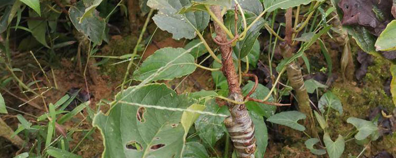 石头山种植什么收益高