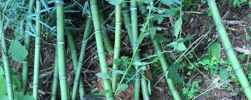 适合北方种植的竹子有哪些 适合北方种植的竹子有哪些