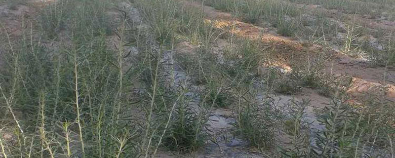 为什么盐碱地不利于植物生长