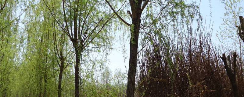 什么植物能改善土壤环境 什么植物能改善土壤环境