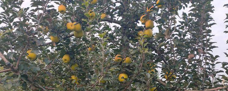 河南适合种植什么果树 河南适合种植什么果树