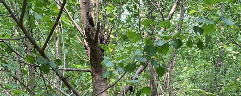 盐碱地适合种植什么