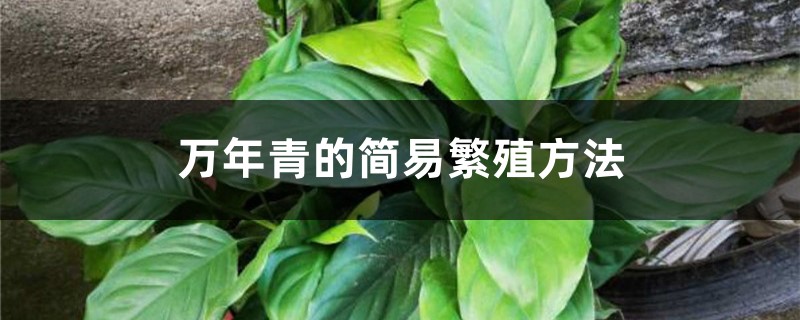 万年青怎么繁殖