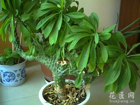 麒麟掌有毒吗