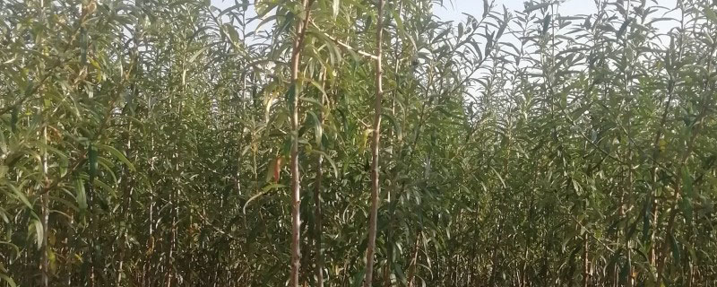 沙土地适合种植什么农作物