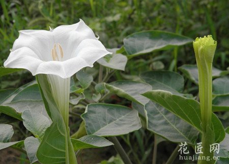 曼陀罗花有毒吗？