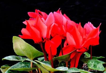 仙客来花真的有毒吗？