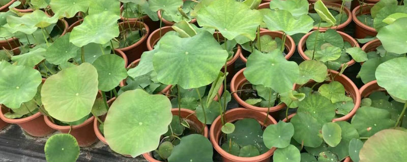 湖南适合种植什么经济作物 湖南适合种植什么经济作物