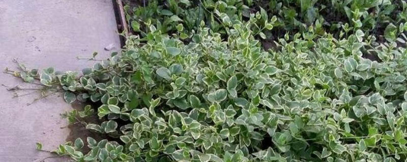 室内可以种植的植物有哪些