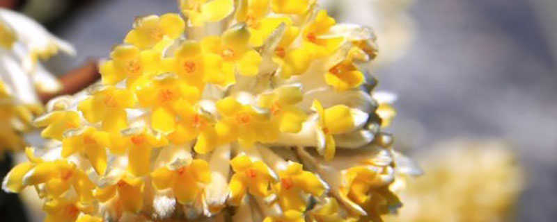 结香花有毒吗