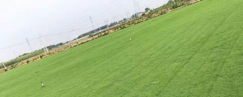 江苏百慕大草坪多少钱一平方
