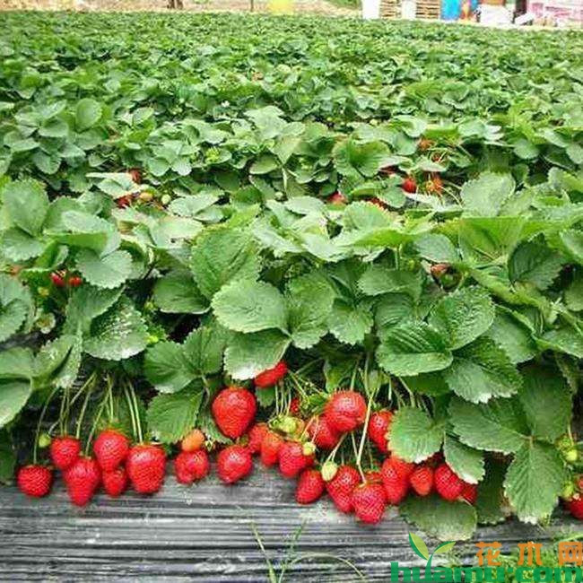 红颜草莓基地图片.jpg