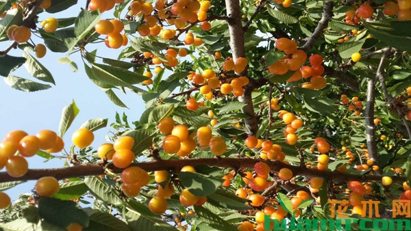 黄蜜大樱桃特点