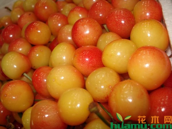 大樱桃黄蜜.jpg