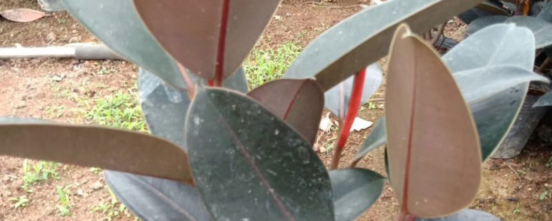 适合懒人养的室内大型植物