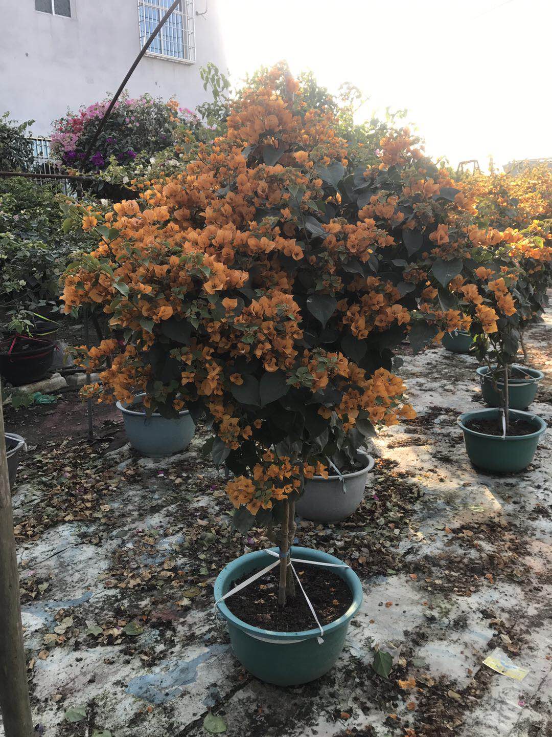 三角梅是海南省的省花吗？