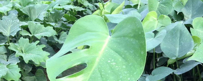 十大容易养活的室内植物 十大容易养活的室内植物