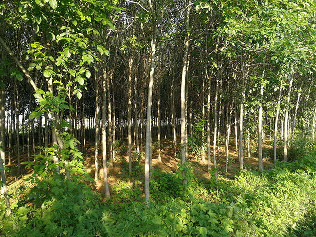 白蜡树的前景如何?2020年白蜡树种植前景