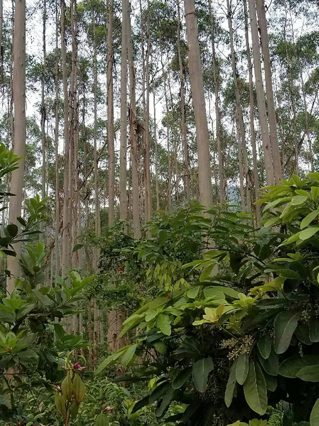 桉树