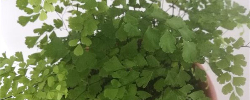 铁线蕨施肥方法，用什么肥好